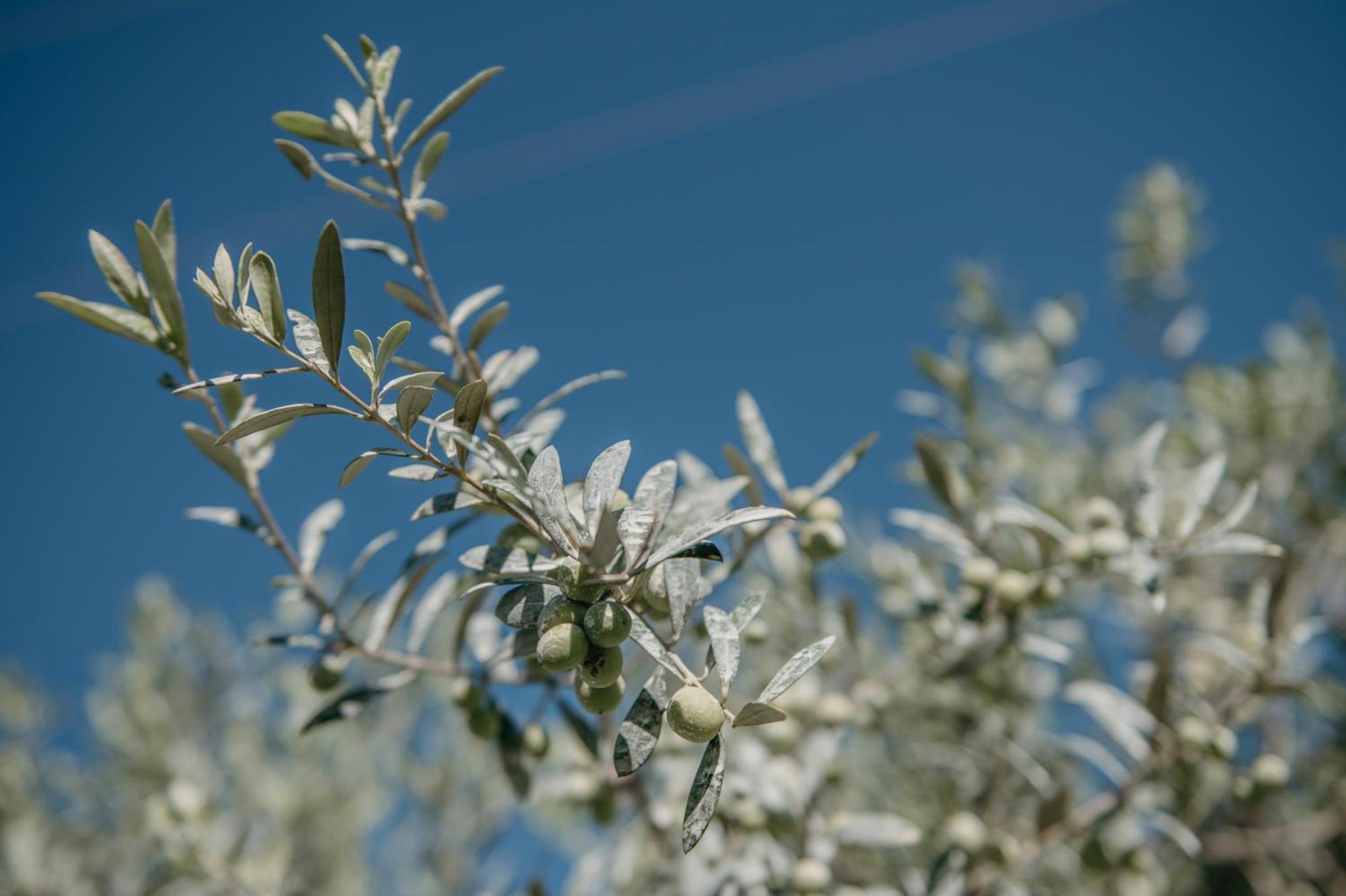 סיוטאדלה Agroturismo Ses Talaies מראה חיצוני תמונה